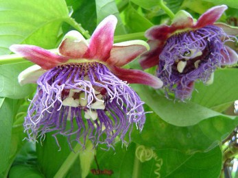 Passiflore violette (Passiflora edulis)