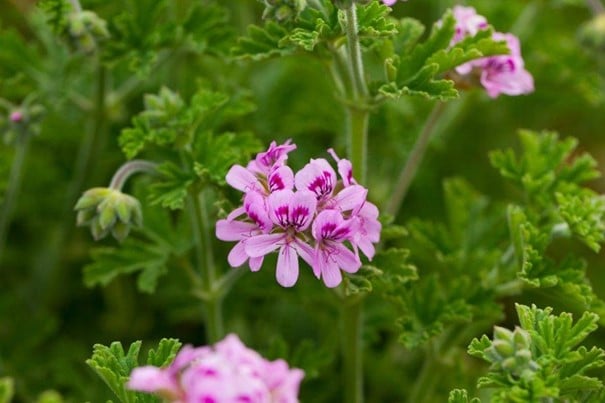 Pelargonio