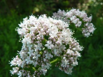 Valériane officinale