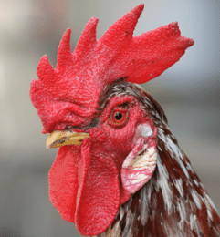 Caroncule et cr&ecirc;te de coq