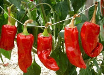 Chapelet de piments