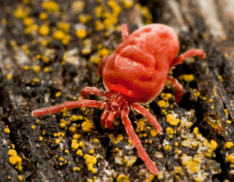 Cochenille ou araignée rouge