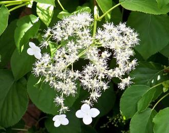 fleurs de sureau