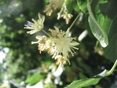 Pollen en suisse