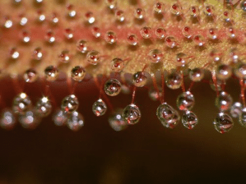 Gouttelettes de mucilage d’un droséra (plante)