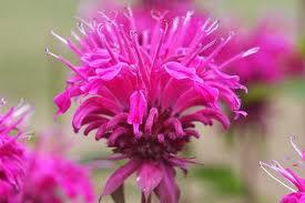 Monarde violette Monarde violette