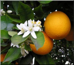 Oranges et fleurs