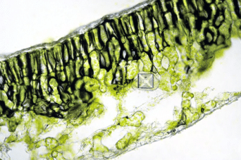 Parenchyme vert de feuilles