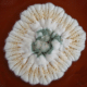 Penicillium camemberti