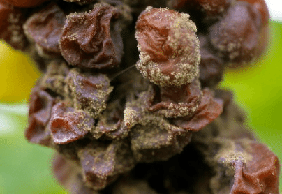 Pourriture noble Gastronomiac