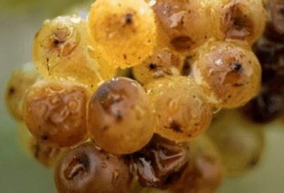 Les raisins sucrés adorent le sel du Roquefort