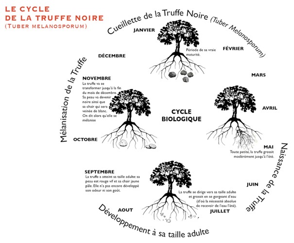 Le cycle de la truffe noire