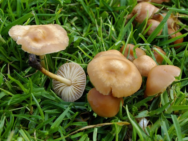 Marasme d’oréade, Marasmius oreades