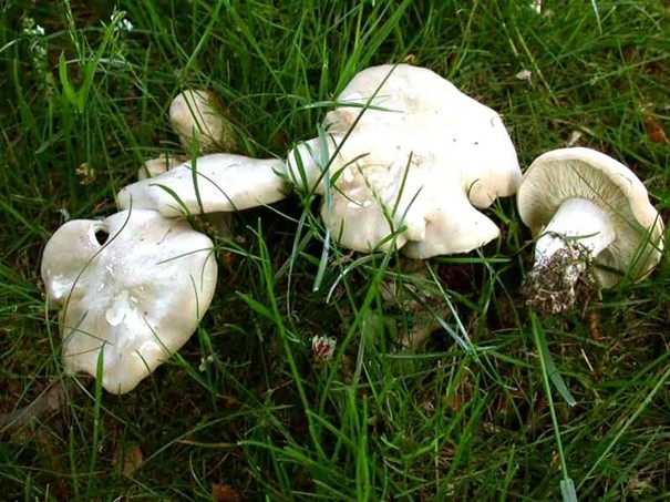 echte paddenstoel