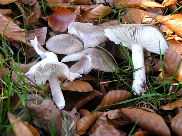 Tricholoma