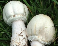 Agaric boule de neige (agaricus albertii) Agaric boule de neige (agaricus albertii)