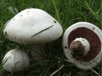 Agaric champêtre (agaricus campestris) Agaric champêtre (agaricus campestris)