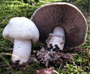 Agaric des bois Agaric des bois