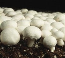 Champignons de Paris (Agaricus bisporus) Champignons de Paris (Agaricus bisporus)