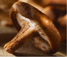 Shiitake Shiitake