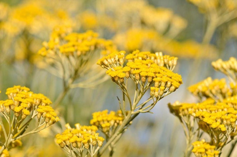 mortella, Helichrysum italicum