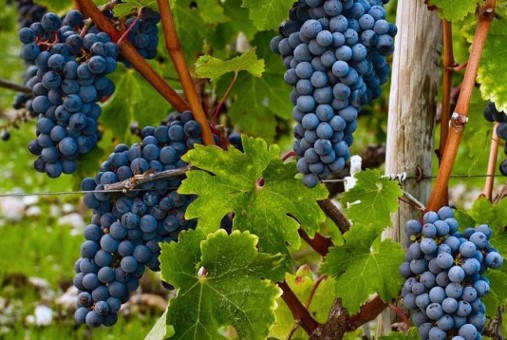 Сорт винограда Бастардо