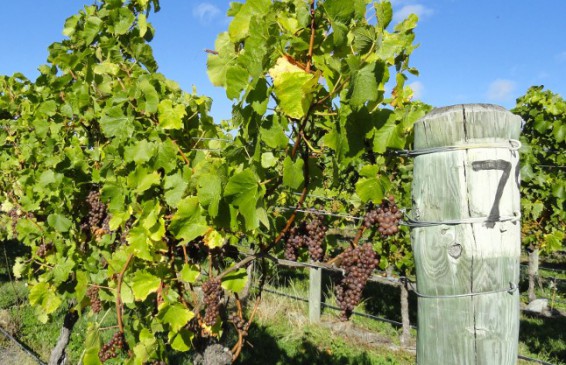 Vigne de pinot gris Vigne de pinot gris