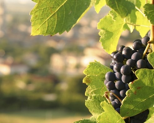 Cépage Gamay à jus blanc