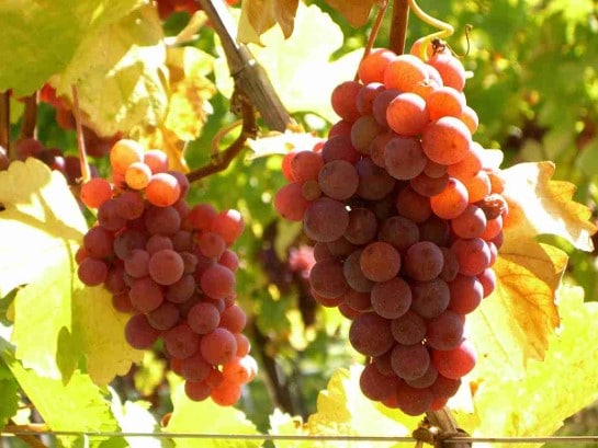 Variedade de uva Gewurztraminer