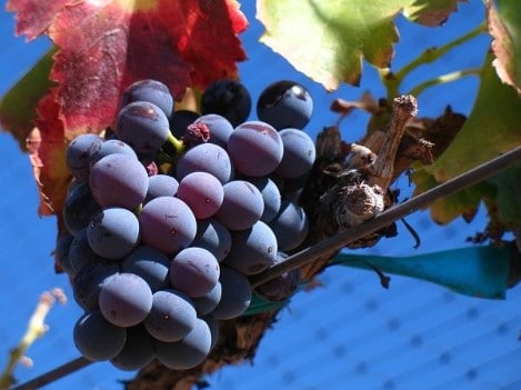 Cépage grenache noir