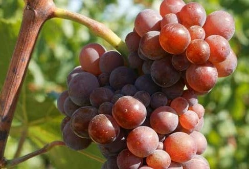 Cépage pinot gris alsacien Cépage pinot gris alsacien