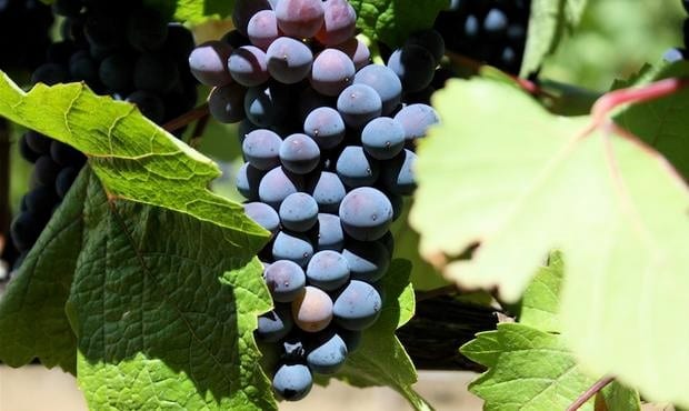 Cépage Pinot noir Cépage Pinot noir