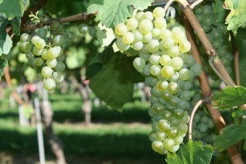 Cépage Savagnin Cépage Savagnin