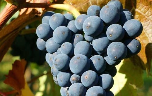 Gamay noir Gamay noir