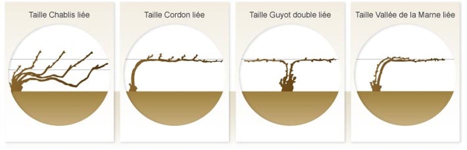 Quatre tailles champenoises