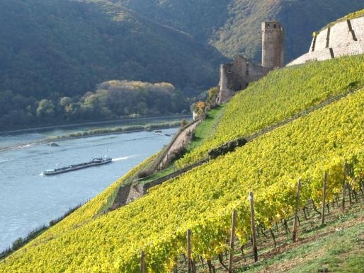 Vignobles surplombant la vallée du Rhin Vignobles surplombant la vallée du Rhin