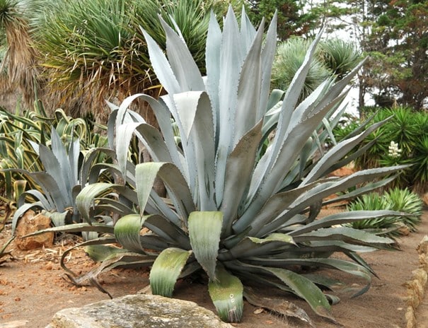 Agave, agave americana