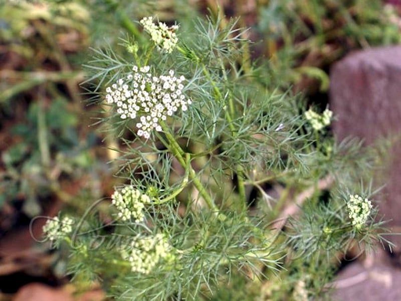 Ajowan, munizioni di Trachyspermum