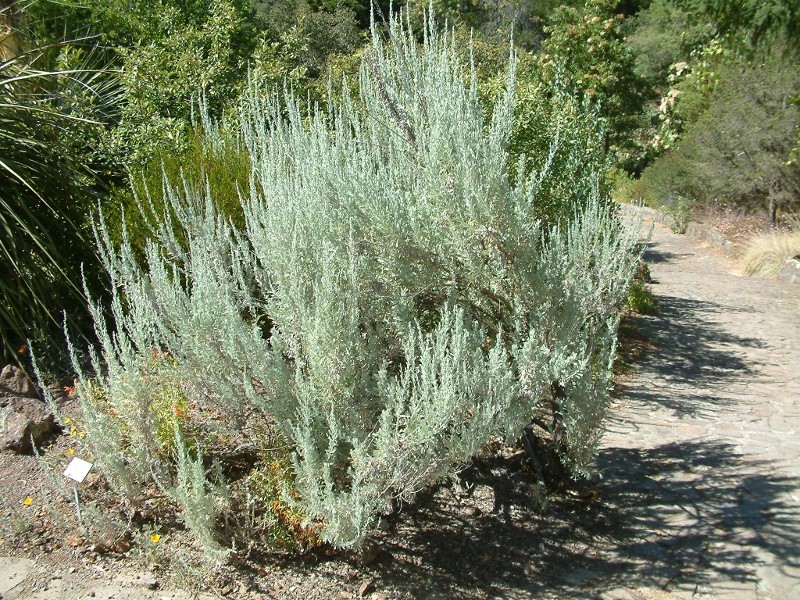 אגבל Artemisia tridentata