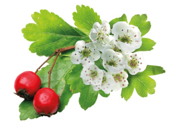 Weißdornblüten und -früchte