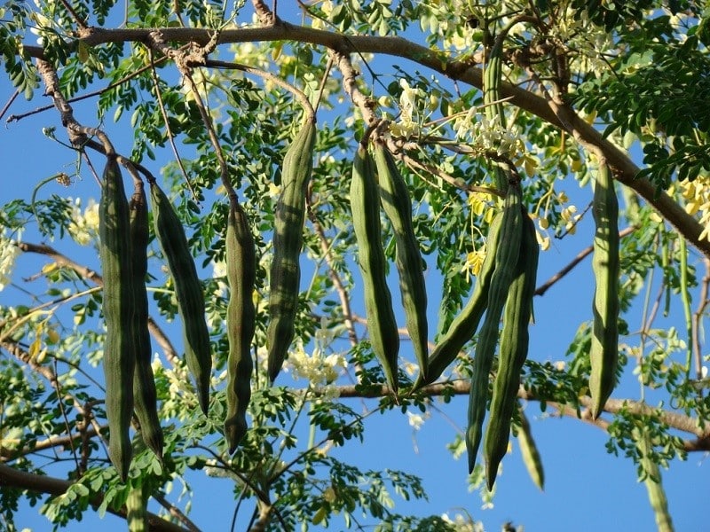 Haricots baguettes de tambour, moringa oleifera