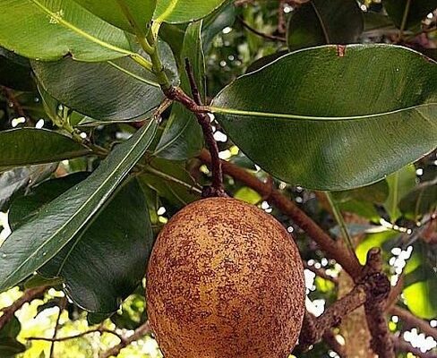 Arbre abricot pays
