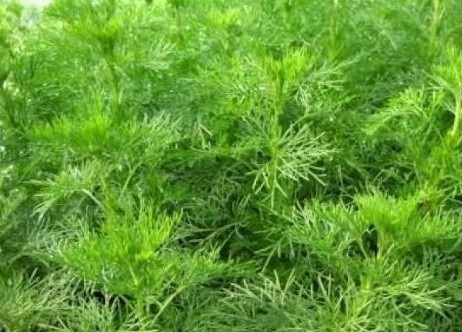 Arquebuse Arquebuse