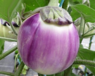 Aubergine violette de Florence