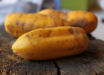 Babacos récoltés
