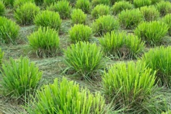 Culture de la citronnelle C. flexuosus