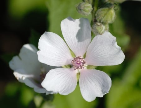 Fleur d’althæa Fleur d’althæa