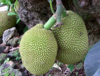 Fruits de l’arbre à pain (uru)
