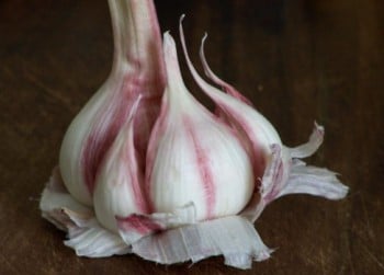 Gousses d’ail rose de Lautrec