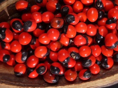 Graines d’Abrus precatorius Graines d’Abrus precatorius